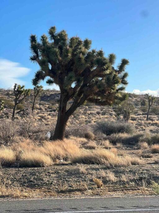 דירות טוונטיניין פאלמס Joshua Tree National Park - Cozy Palms Getaway מראה חיצוני תמונה